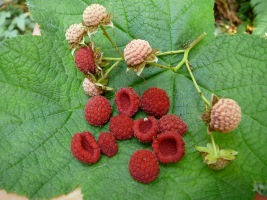 thimbleberry